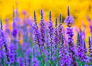 动作冒险游戏《蜡烛骑士》Steam发售 国区售价50元