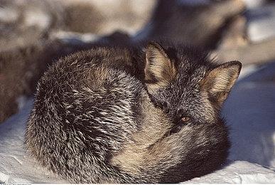 英伟达将推出《半条命2》RTX Remix尖端光追试玩版